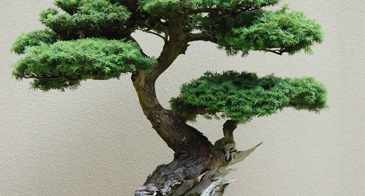 BONSAI ABETE