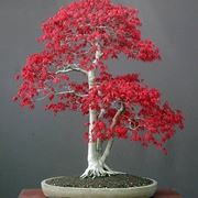 bonsai acero rosso 