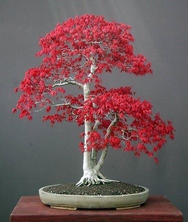 bonsai acero rosso 