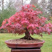 acero rosso bonsai