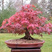 acero bonsai