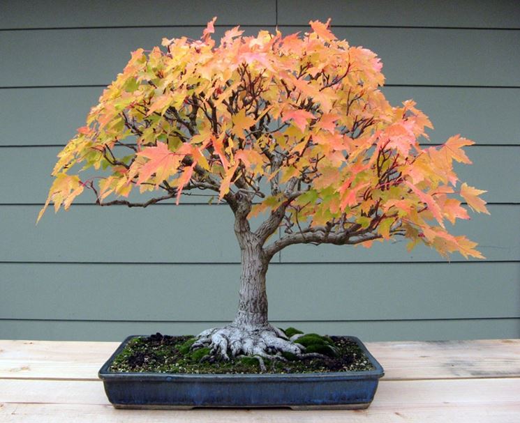 Bonsai acero 1