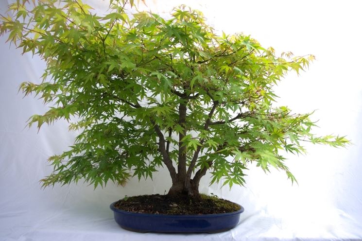 acero bonsai coltivazione