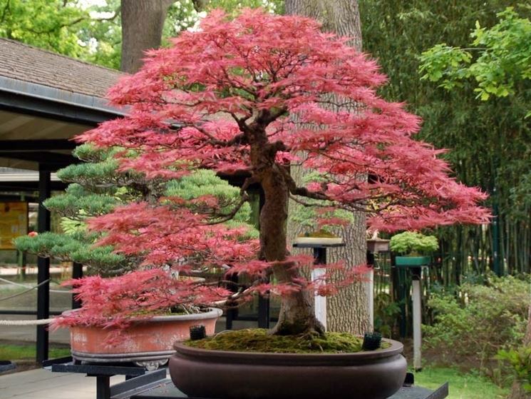 splendido acero bonsai