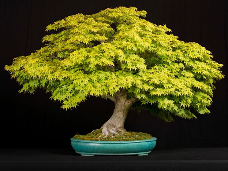 bonsai acero avvolgimento