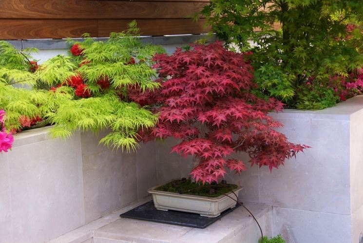 acer palmatum deshojo