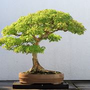 albero bonsai