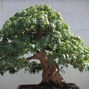 Bonsai artificiale 