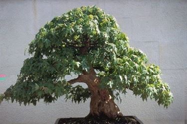 Bonsai artificiale 