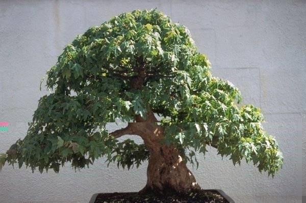 Bonsai artificiali - Bonsai