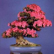 bonsai azalea