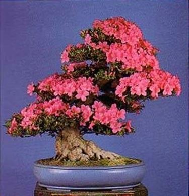 bonsai azalea