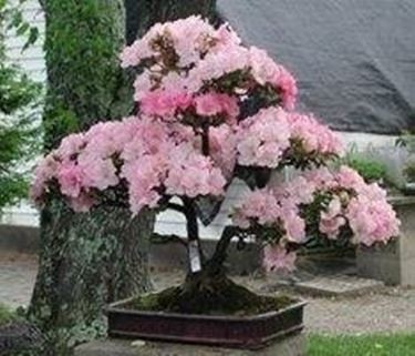 bonsai azalea