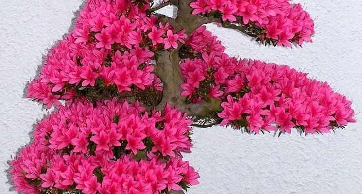 bonsai azalea