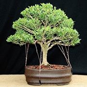 bonsai bosso 