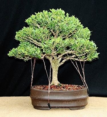 bonsai bosso 