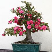 BONSAI CAMELIA 