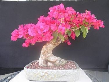 BONSAI CAMELIA 