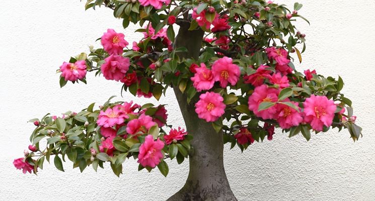 BONSAI CAMELIA 