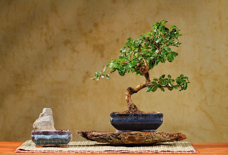 bonsai carmona