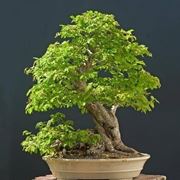 bonsai carpino 