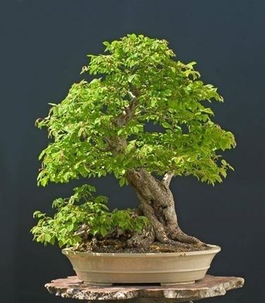 bonsai carpino 