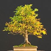 bonsai castagno 