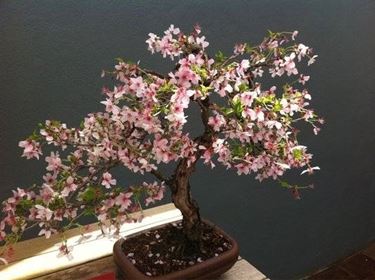 bonsai ciliegio