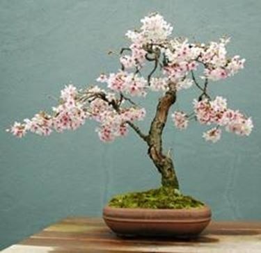 bonsai ciliegio