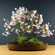 bonsai ciliegio