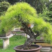 bonsai da esterno