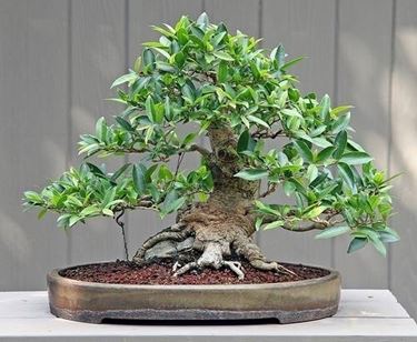 Bonsai ficus benjamin