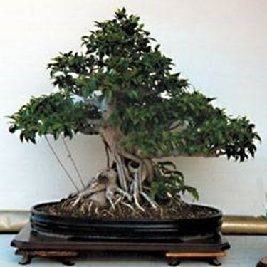 Bonsai ficus benjamin