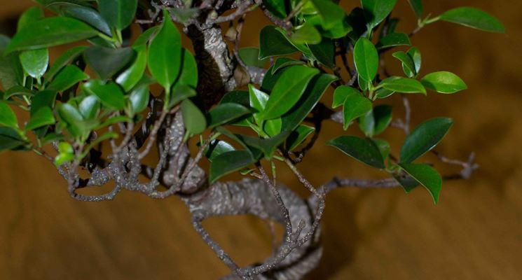 sai ficus benjamin