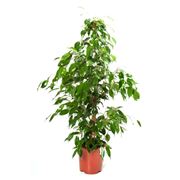 ficus benjamin prezzo