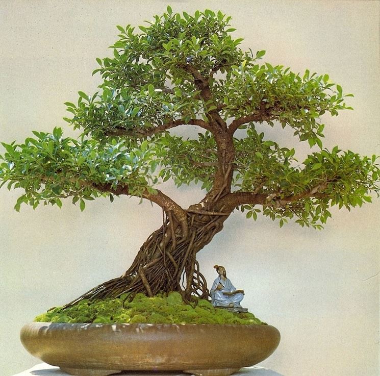 Bonsai Ficus Ginseng