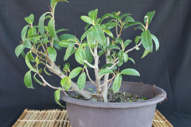 Bonsai Ficus Ginseng a foglie pi larghe