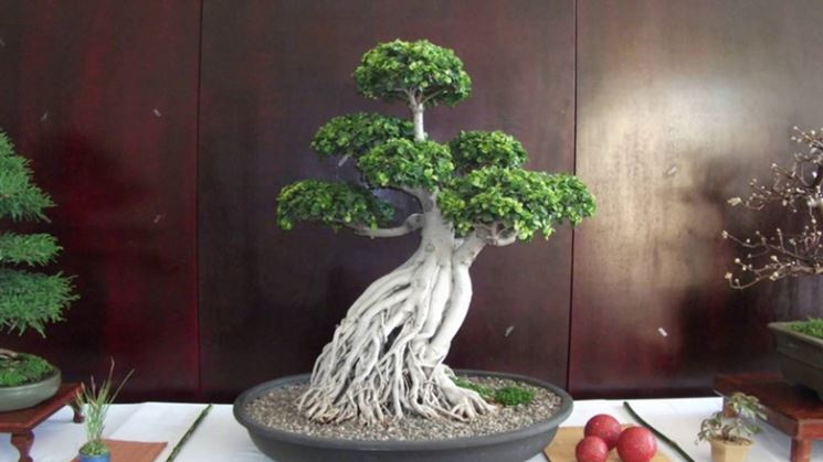 Straordinario Ficus Ginseng