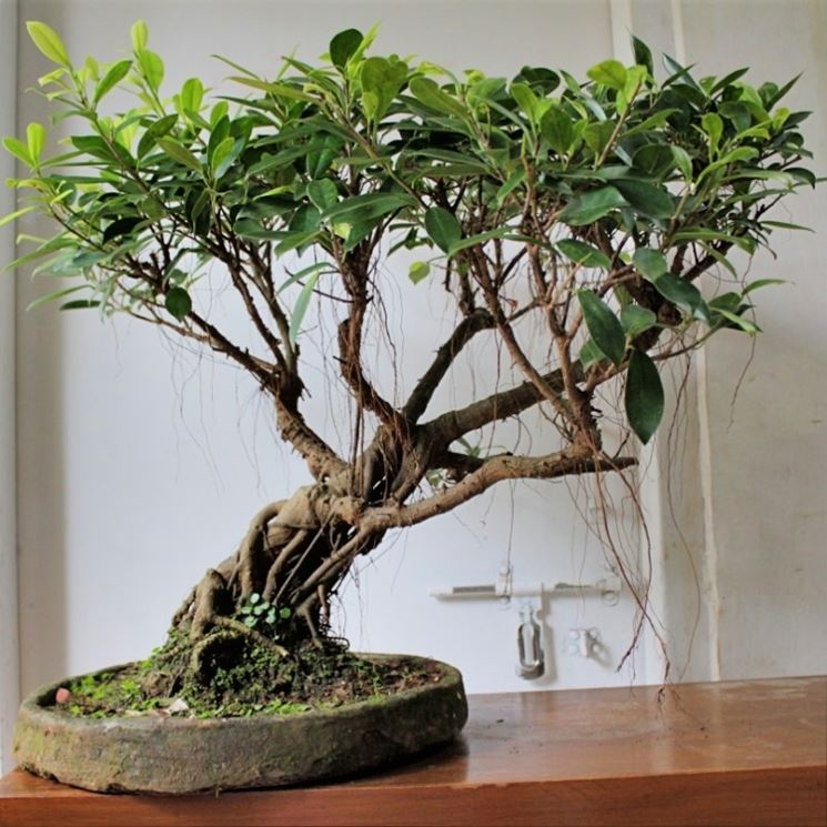 Bonsai rinvaso