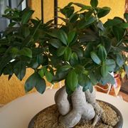 ficus ginseng bonsai