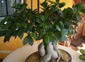 Bonsai ficus ginseng