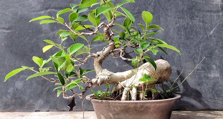 esempio di <em>ficus ginseng bonsai</em> 