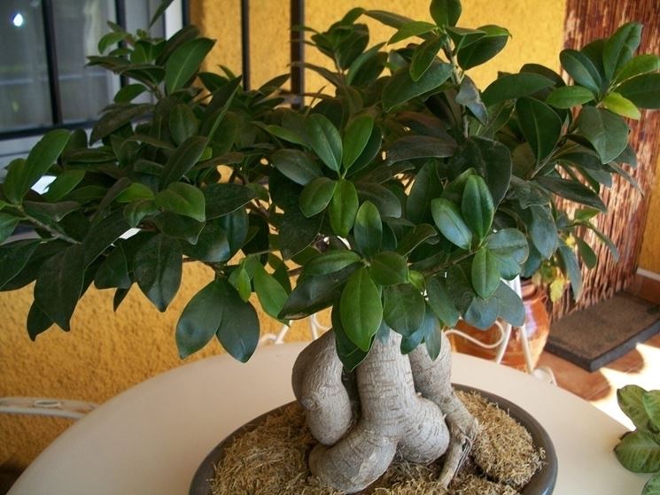 ficus ginseng bonsai