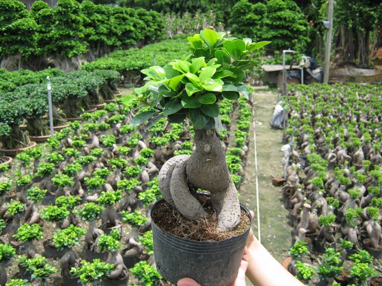 ficus ginseng bonsai