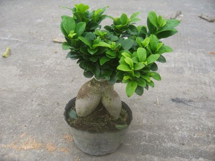 le radici aeree del bonsai ficus ginseng