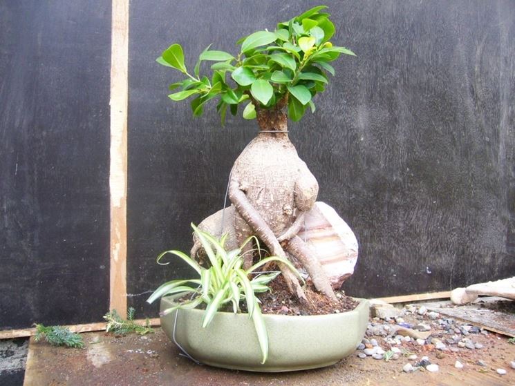 ficus ginseng bonsai