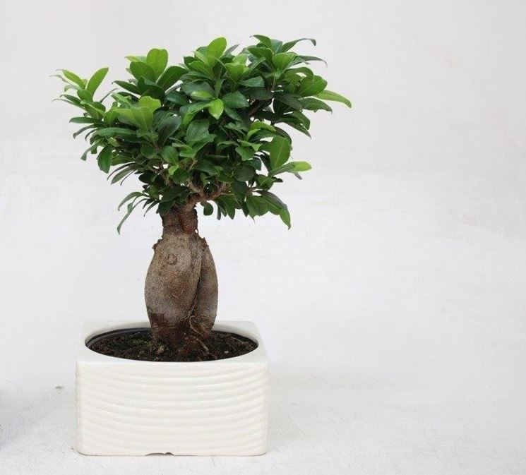 ficus ginseng