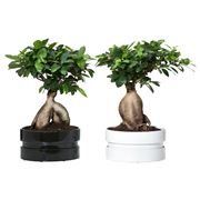 bonsai ficus