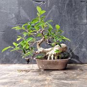 bonsai ginseng