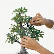 ficus ginseng